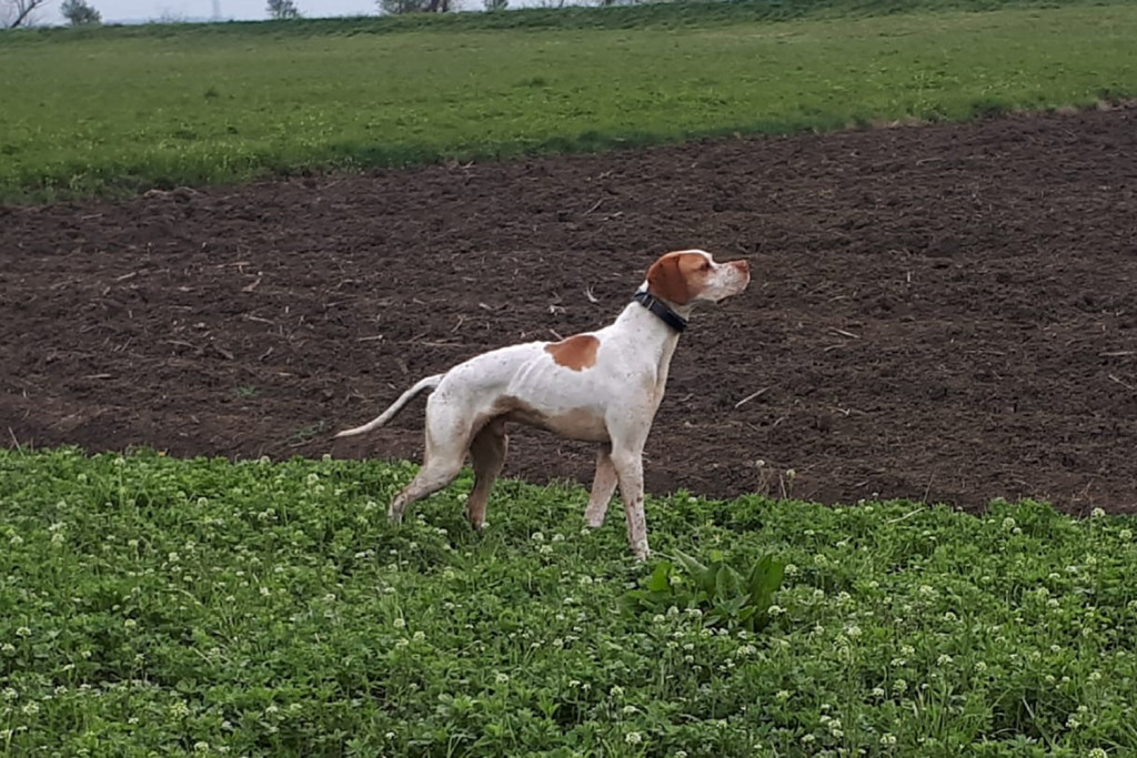 I Prati Di Frescarolo A Caccia Con Il Cane Da Ferma Ma Non Solo