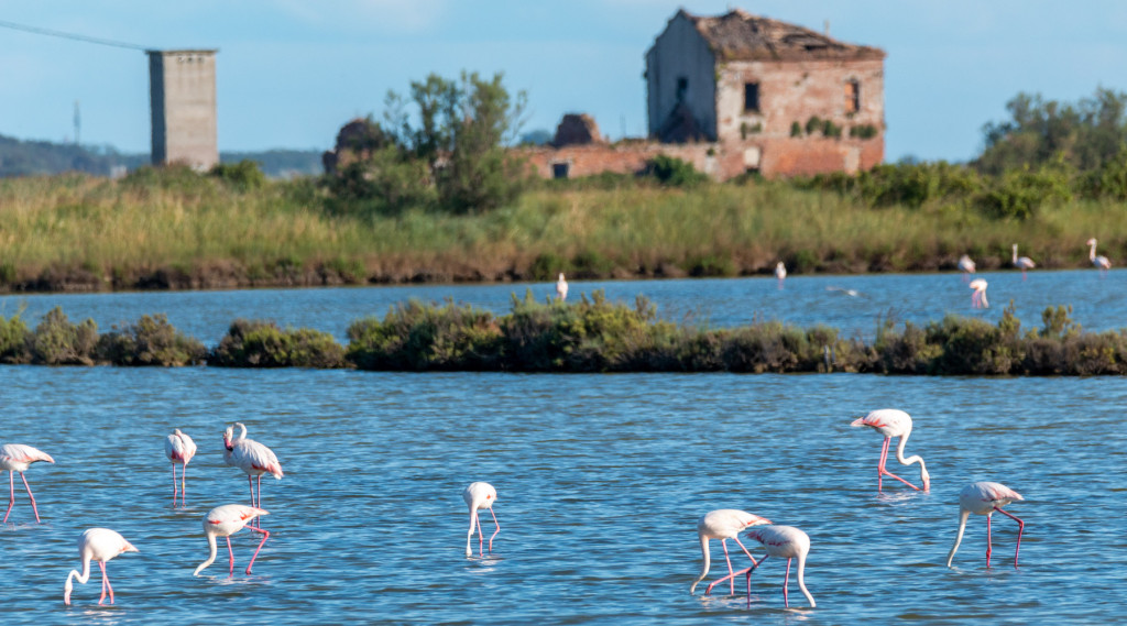 Il delta del Po nel Manifesto della biodiversità Face Caccia Magazine