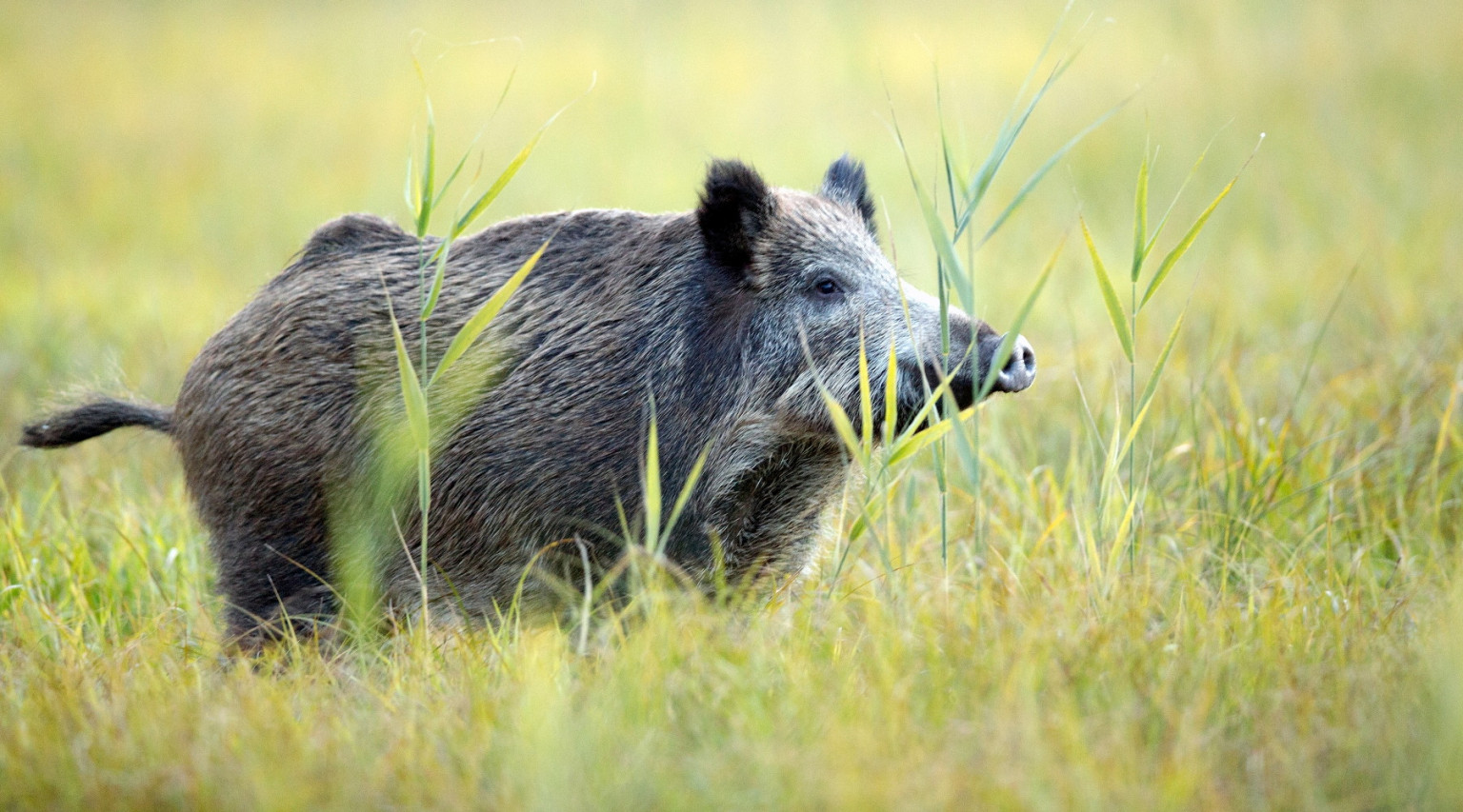 Prevenzione Della Peste Suina Africana Nuove Misure In Lombardia Caccia Magazine