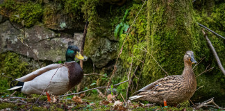 Anelli per gli uccelli da richiamo, la richiesta della Federcaccia Brescia  - Caccia Magazine